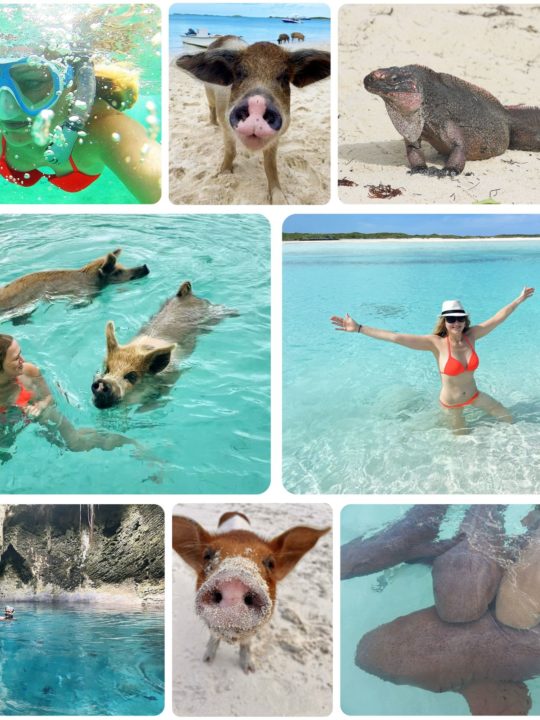 Sharks, swimming pigs, and iguanas: An Unforgettable Day Excursion in the Bahamas