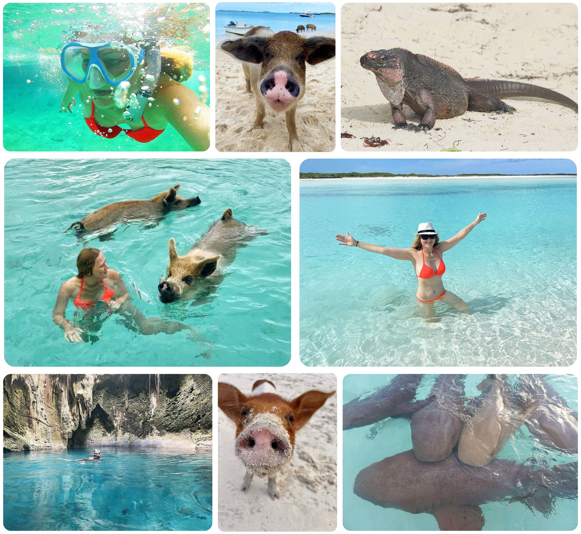 Sharks, swimming pigs, and iguanas: An Unforgettable Day Excursion in the Bahamas
