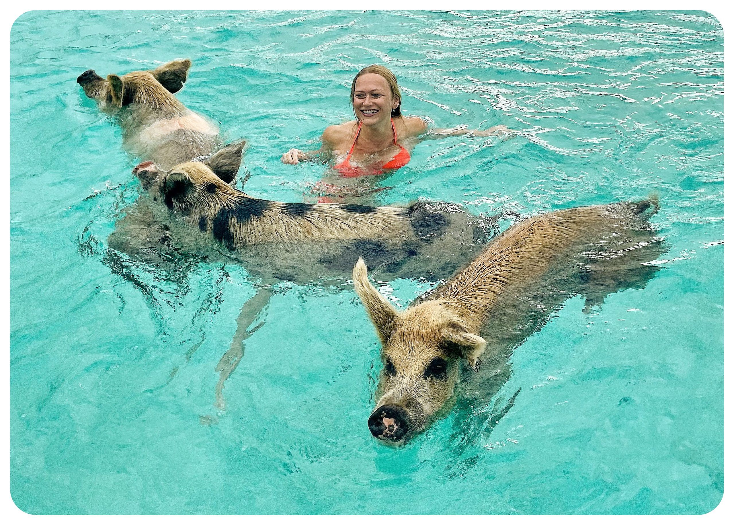 Swimming With Pigs Big Mayor Cay2 Scaled 