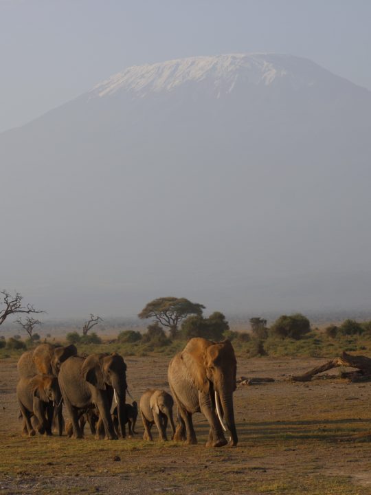 Tourism at the new level: climbing Kilimanjaro with Altezza Travel