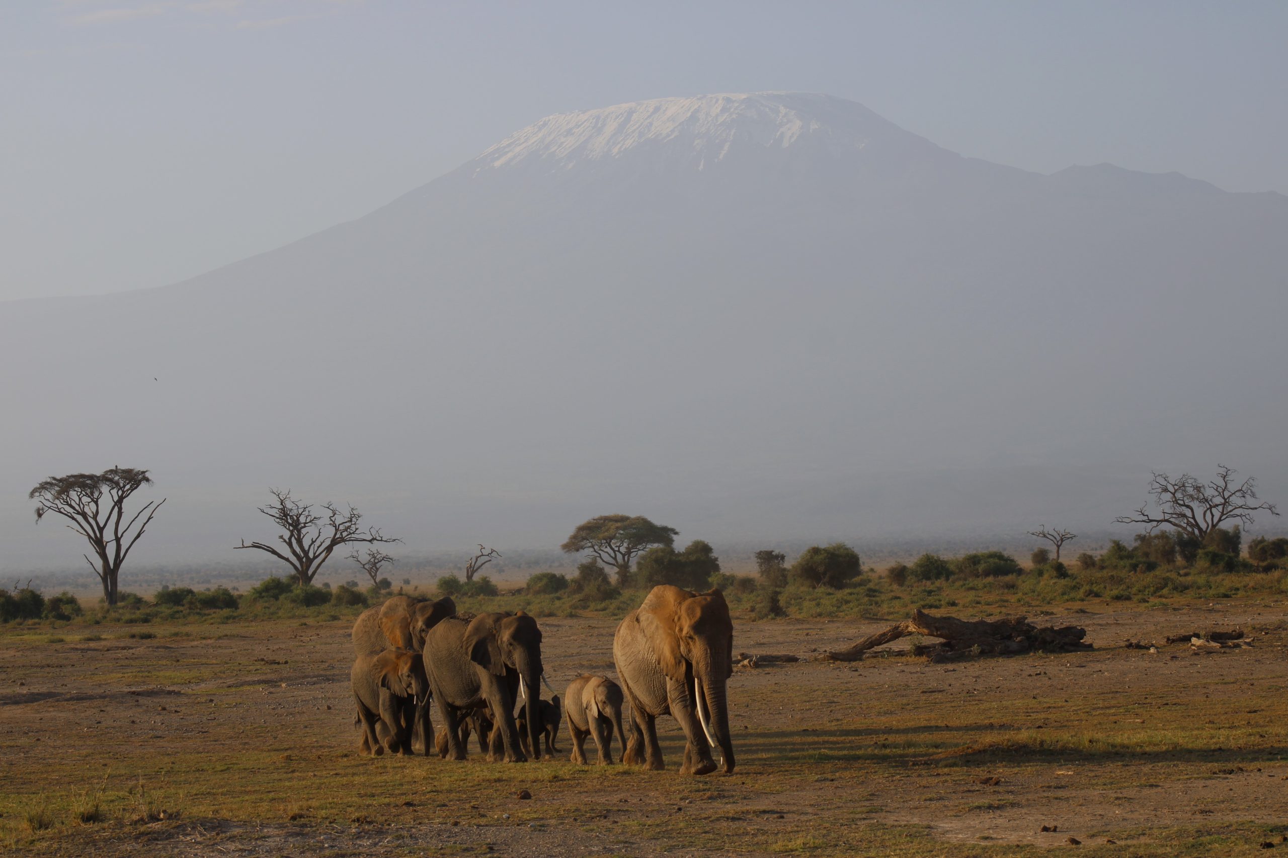 Conquering Heights: Determining the Best Time to Hike Kilimanjaro