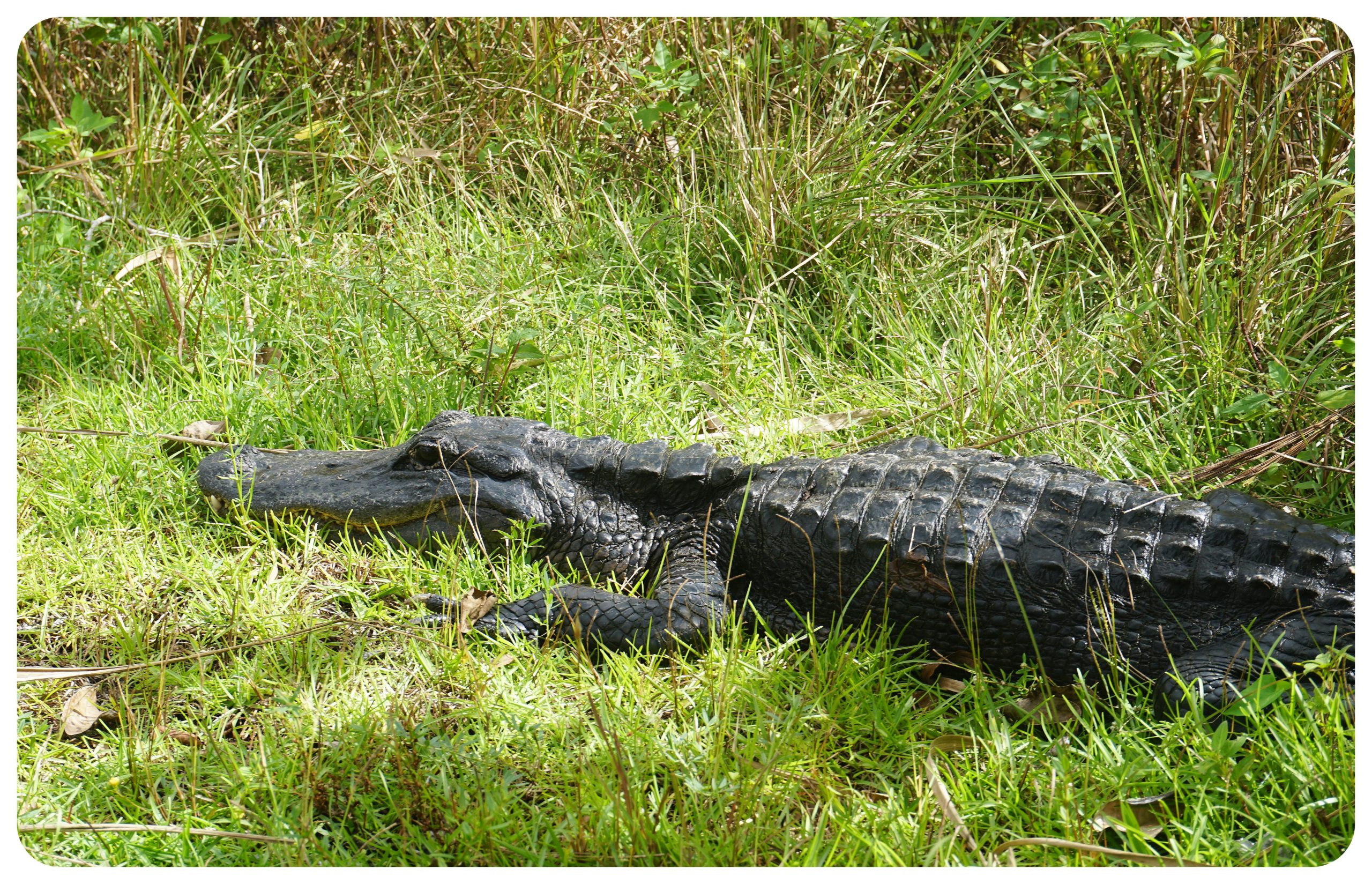 Experience the Thrill of Wildlife Encounters in Florida